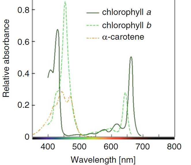 LED LIGHTING TECHNOLOGY IN PLANT GROWTH PART III: Light Quality