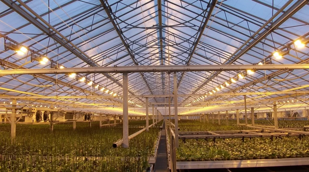 Application of traditional lights in greenhouse