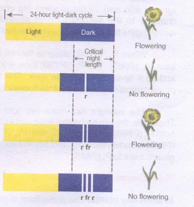 Effect of dark interruption on flowering