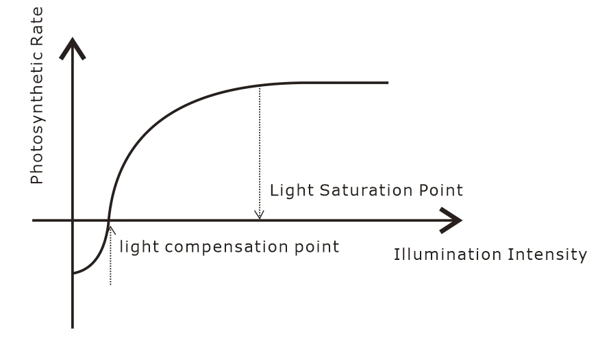 Relationship between illumination intensity and photosynthetic rate