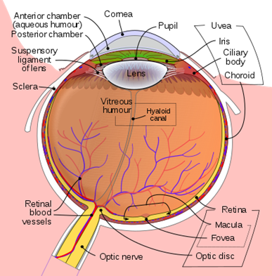 Figure-2.6-Schematic-diagram-of-the-human-eye.-Find-more-information-on-Wikipedia.