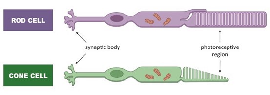 Figure-2.8-Rod-and-cone-cell-From-BioNinja.1