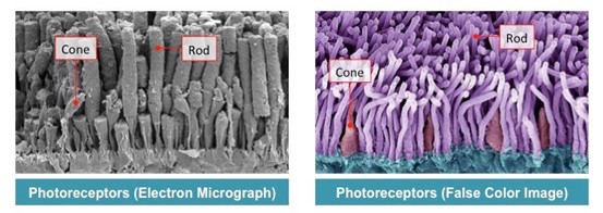 Figure-2.8-Rod-and-cone-cell-From-BioNinja.2